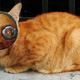 Illustration for article titled Cats That Look Like the Entire Cast of Star Wars